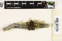 Nephromopsis chlorophylla image