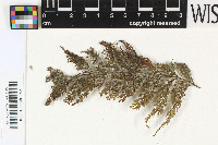 Arthonia novaecaledoniae image