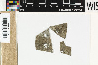Epibryon lichenicola image