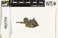 Phylloporis platypoda image