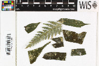 Image of Sporopodium aurantiacum