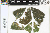 Strigula microspora image