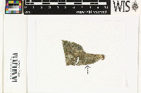 Tricharia urceolata image
