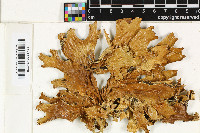 Lobaria meridionalis image