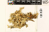 Lobaria pulmonaria image