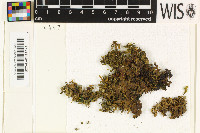 Image of Ricasolia variegata