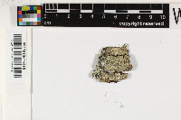 Pallidogramme chlorocarpoides image