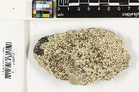 Lecanora margarodes image