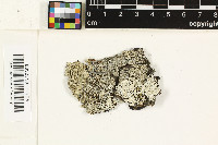 Lecanora neonashii image