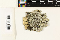 Lecanora tropica image