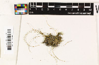 Myochroidea rufofusca image