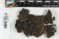 Lopadium coralloideum image