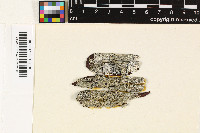 Lopezaria versicolor image