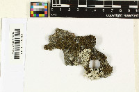 Melanohalea exasperatula image