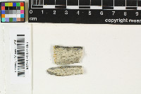 Mycocalicium albonigrum image