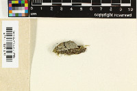 Opegrapha vermicellifera image