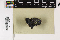Orphniospora moriopsis image