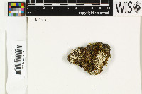 Protopannaria pezizoides image