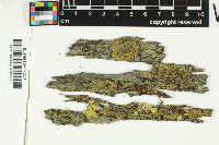 Parmeliella nigrocincta image