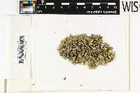 Parmotrema wainii image