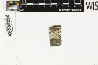 Pertusaria paradoxica image