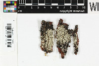 Pertusaria planaica image