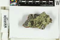 Pertusaria remota image