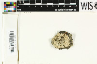 Physcia pachyphylla image