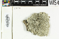 Physcia pachyphylla image