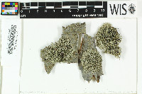 Physcia leptalea image