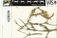 Physcia tenella image