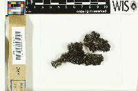 Physcia tenella subsp. marina image