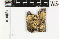 Physcidia australasica image