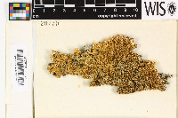 Image of Physcidia carassensis