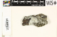 Protoparmelia ochrococca image