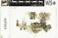 Pseudevernia intensa image