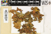 Pseudocyphellaria clathrata image