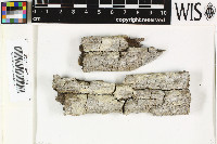 Pyrgidium montellicum image