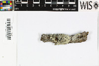 Pyxine australiensis image