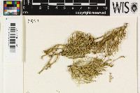 Ramalina dalmatica image