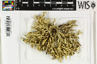 Ramalina decipiens image