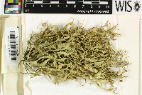 Ramalina fraxinea image