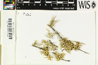 Ramalina pollinaria image