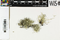 Ramalina subfarinacea image