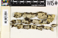 Image of Redingeria leiostoma