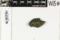Rhizocarpon lecanorinum image