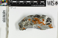 Rinodina castanomela image