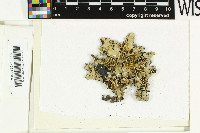 Parmotrema macrocarpum image