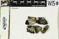 Rinodina lepida image