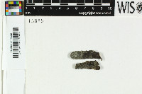 Rinodina sophodes image